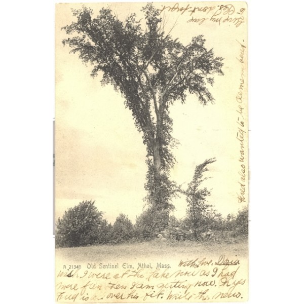 old-sentinel-elm-athol-ma-postcard